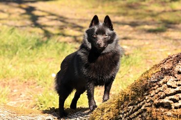 Schipperke
