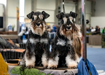 schnauzerek a kutyakiállításon