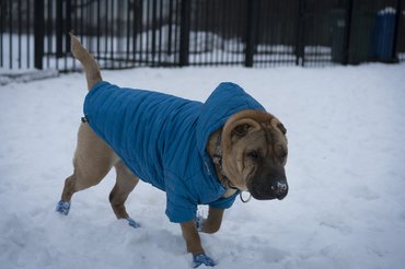 shar pei kék kabátban kutyacipőben télen