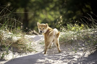 shiba inu vicces pózban