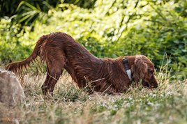 Spaniel digging in the garden