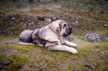 Spanish Mastiff