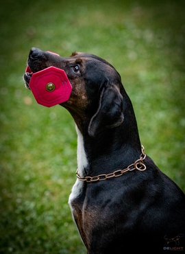 Catahoula leopárdkutya