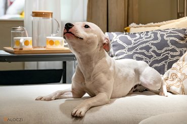 staffordshire bullterrier kanapén fekszik