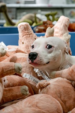 staffordshire bullterrier plüssmalacok között