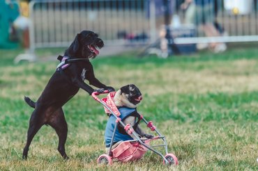 suzy kutya a dogz fesztiválon