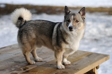 svéd vallhund