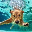 swimming dog