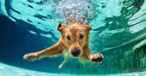 swimming dog