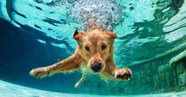 swimming dog