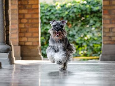 szaladó törpe schnauzer