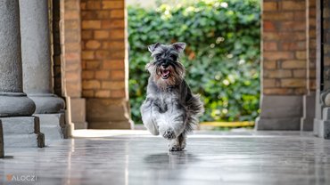 szaladó törpe schnauzer