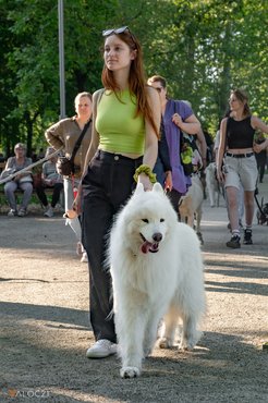 Szamojéd a DOGZ Fesztivál közös falkasétáján