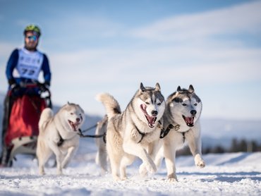 Fogathajtás huskykkal