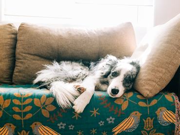 szomorú, beteg border collie