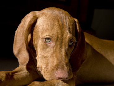 szomorú magyar vizsla kölyök
