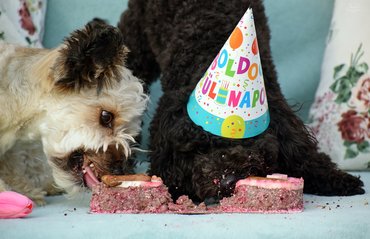 szülinapot kutyatortát esznek a kutyák