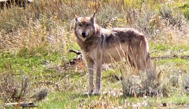 szürke farkas a a yellowstone nemzeti parkban