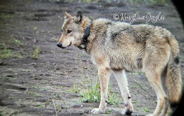 szürke farkas nyomkövető nyakörvvel a yellowstone-ban