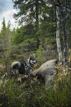 szürke norvég elkhund erdőben jávorszarvas mellett