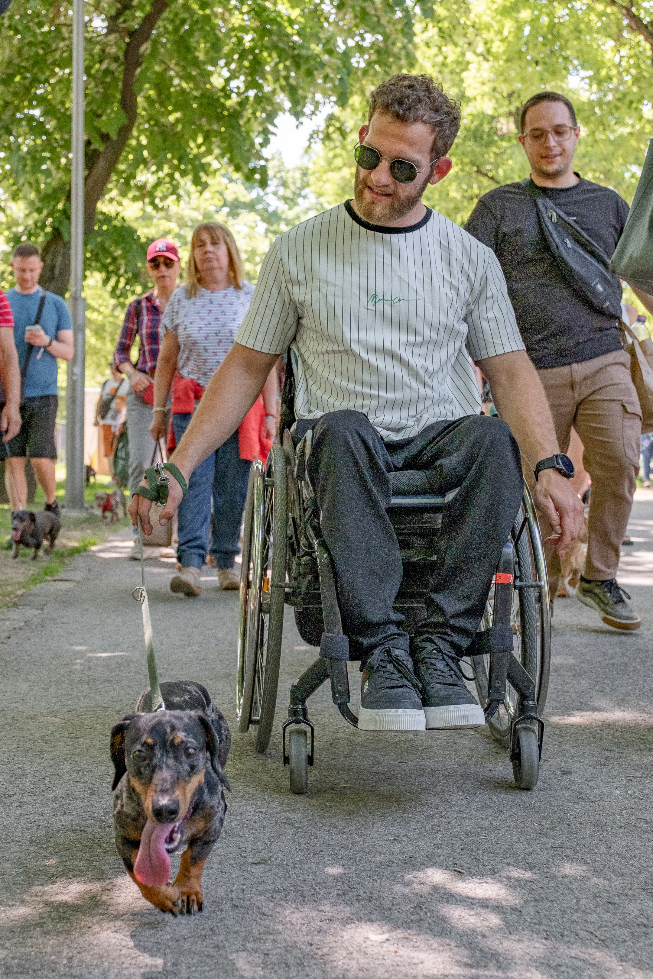 Egy kerekes székes gazda és tacskója a DOGZ Fesztivál tacskófalkasétáján