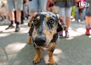 Tacskó Falkaséta / Fotó: welovedogz.hu