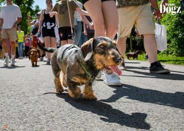 tacskó falkaséta DOGZ fesztivál 2025