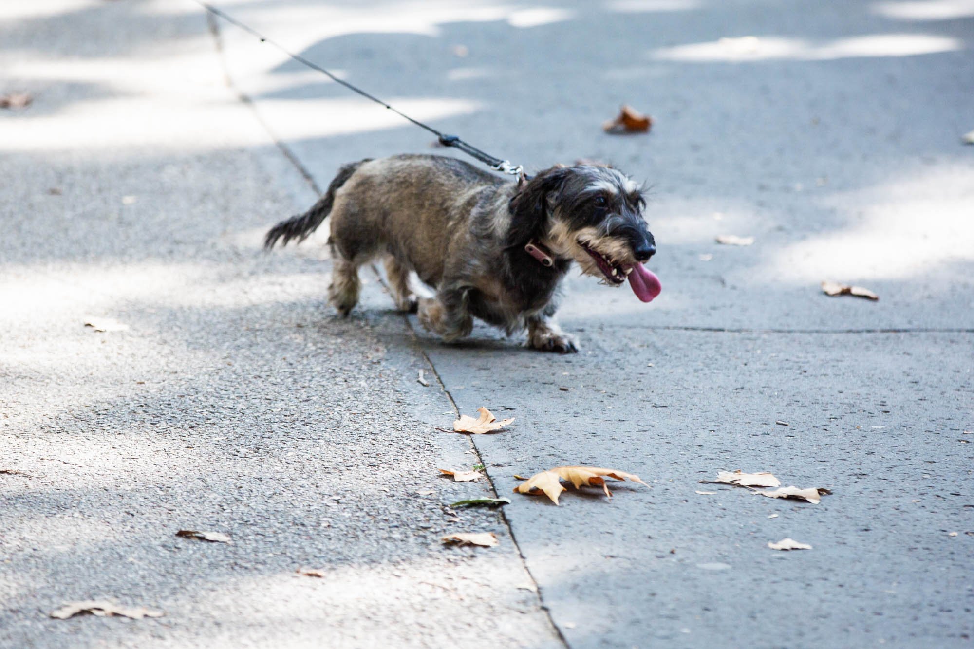 tacskó falkaséta dogz fesztivál 2024