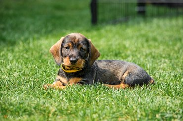 tacskó fűben fekszik