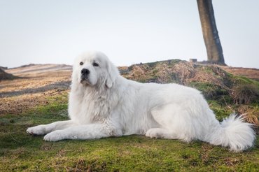 Tatra Shepherd Dog