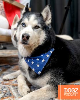 Kutya a DOGZ podcast stúdiófotóján