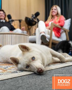 Fehér kutya a DOGZ podcast stúdiófotóján