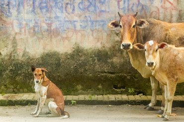 tehenek és kóbor kutyák indiában