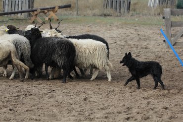 Állatot terelő mudi