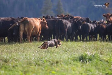 Leopárdkutya munka közben