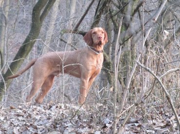 Parázs a DINPI természetvédelmi őrkutyája
