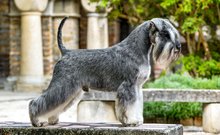 törpe schnauzer