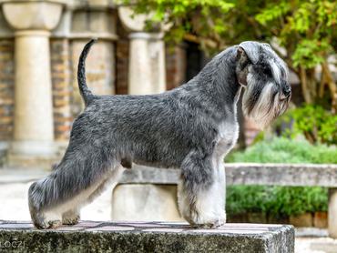 törpe schnauzer