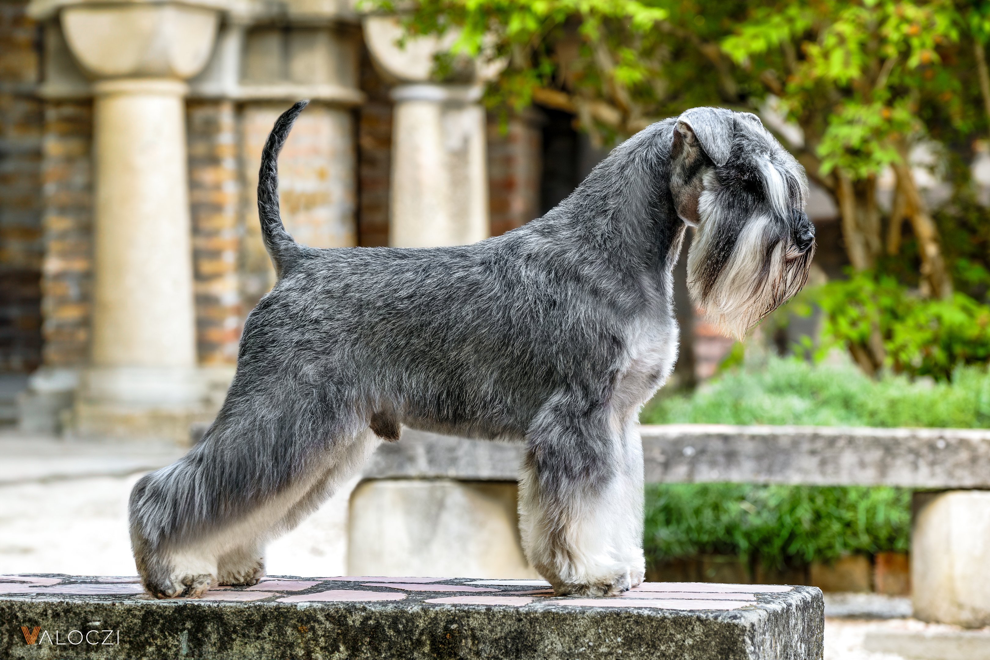 törpe schnauzer