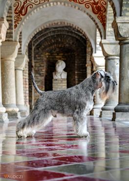 törpe schnauzer a bory várban