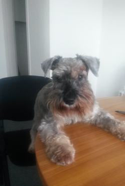 törpe schnauzer asztalnál ül