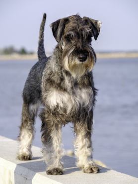 törpe schnauzer