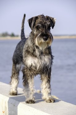 törpe schnauzer