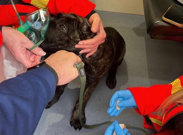 Tűzből mentett kutya