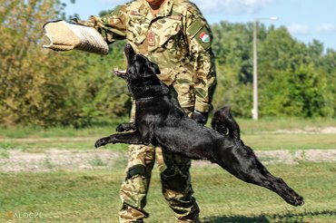 tűzszerész sinka gyakorlatozás közben