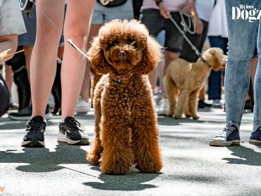 Uszkár a DOGZ Fesztivál falkasétáján