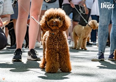 Uszkár a DOGZ Fesztivál falkasétáján