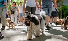 Uszkárfalkaséta a DOGZ Fesztivál 2025-ön