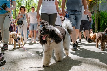 Uszkárfalkaséta a DOGZ Fesztivál 2025-ön