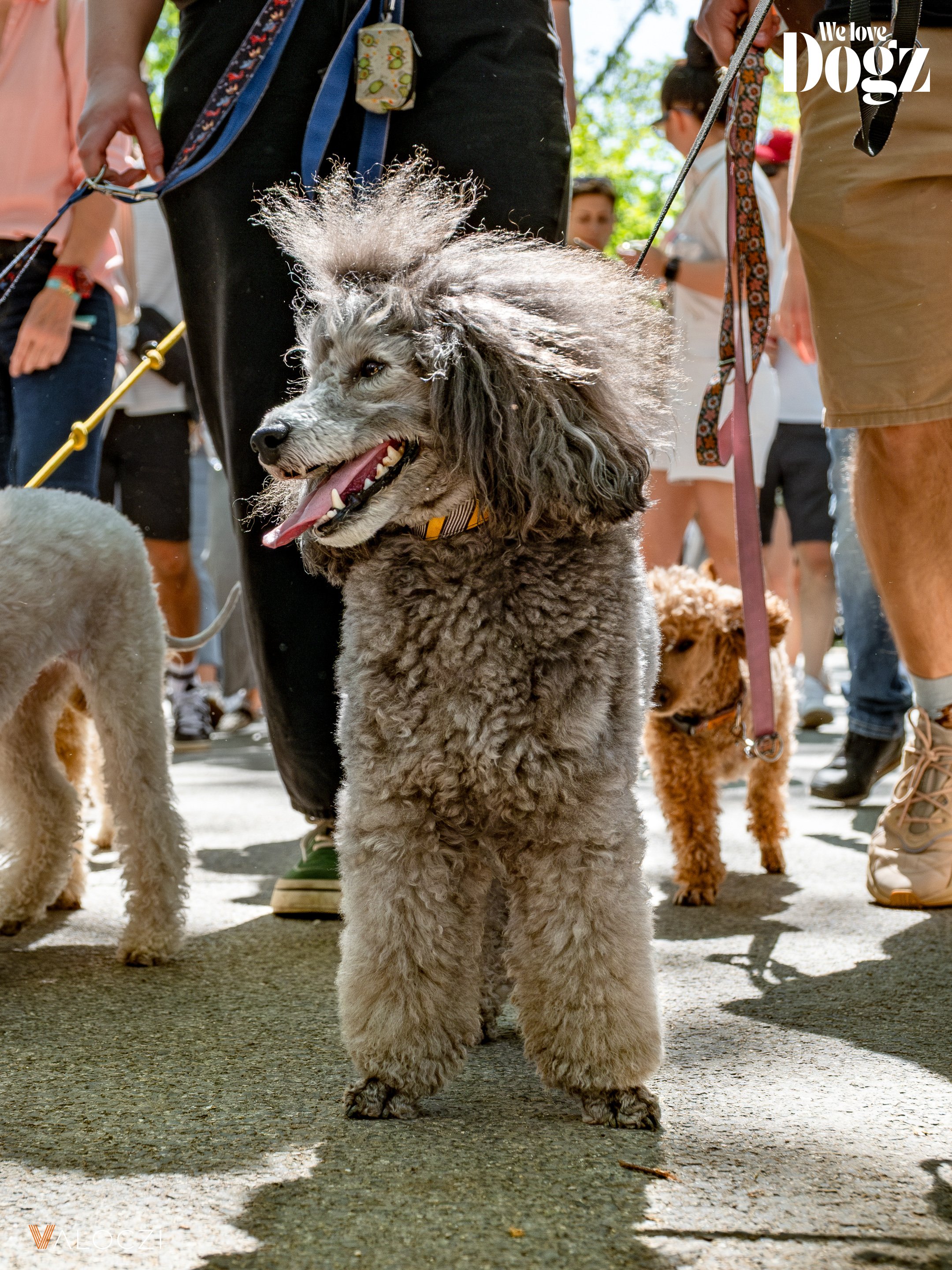 uszkár a dogz fesztivál falkasétáján